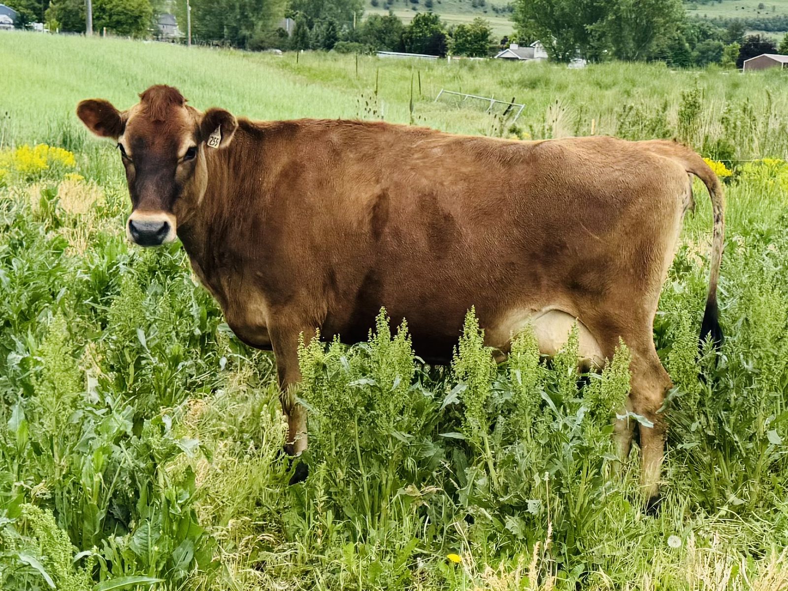 A2/A2 jersey milk cow