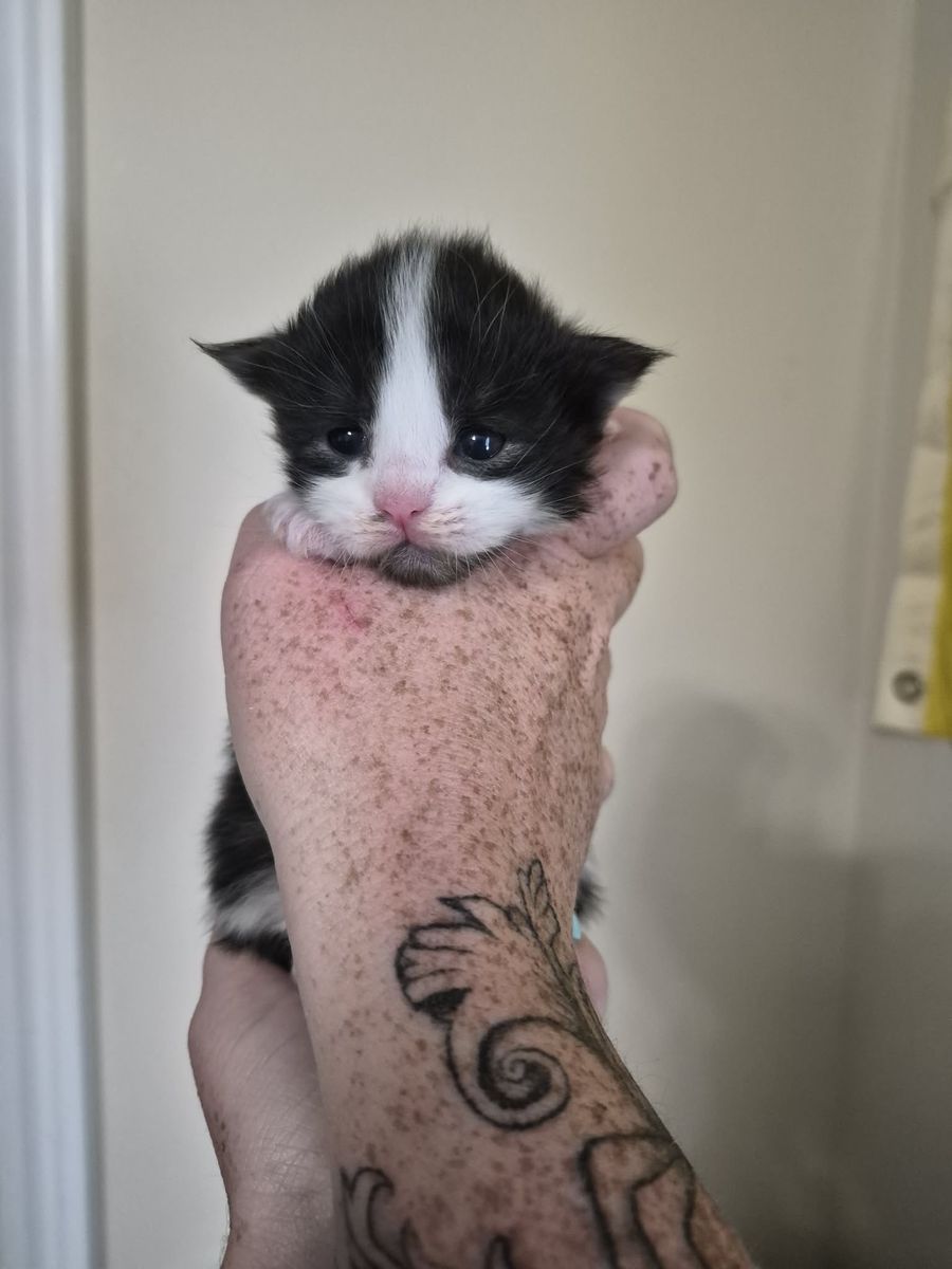 TICA Maine Coon Kittens