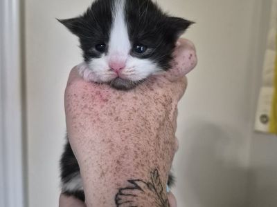 TICA Maine Coon Kittens
