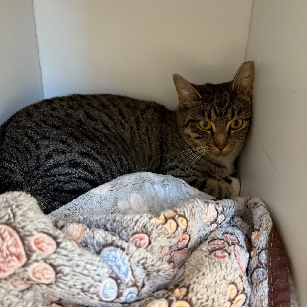 Hello my name is Olympia