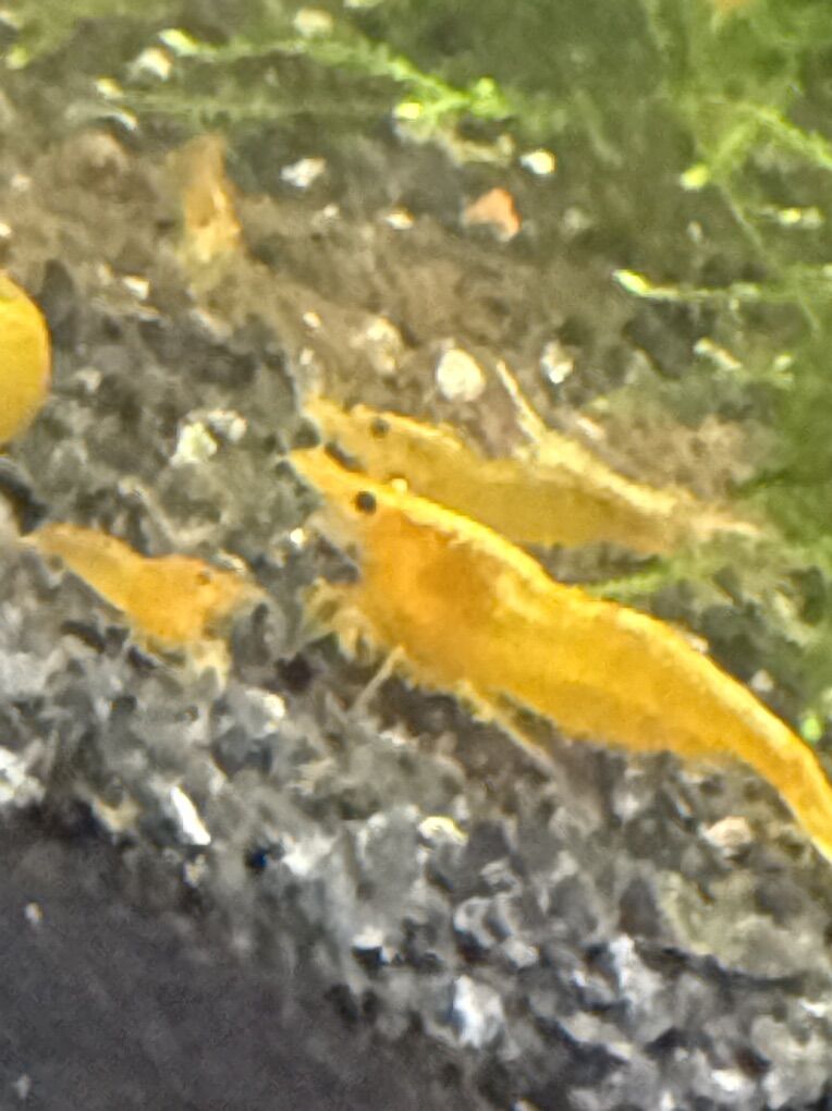 Freshwater Neo Shrimp