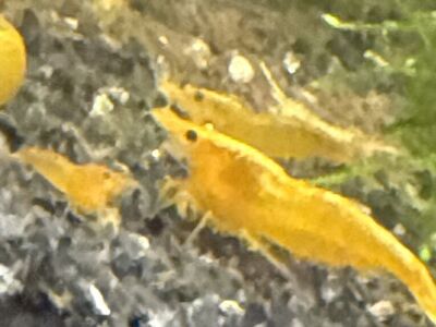 Freshwater Neo Shrimp