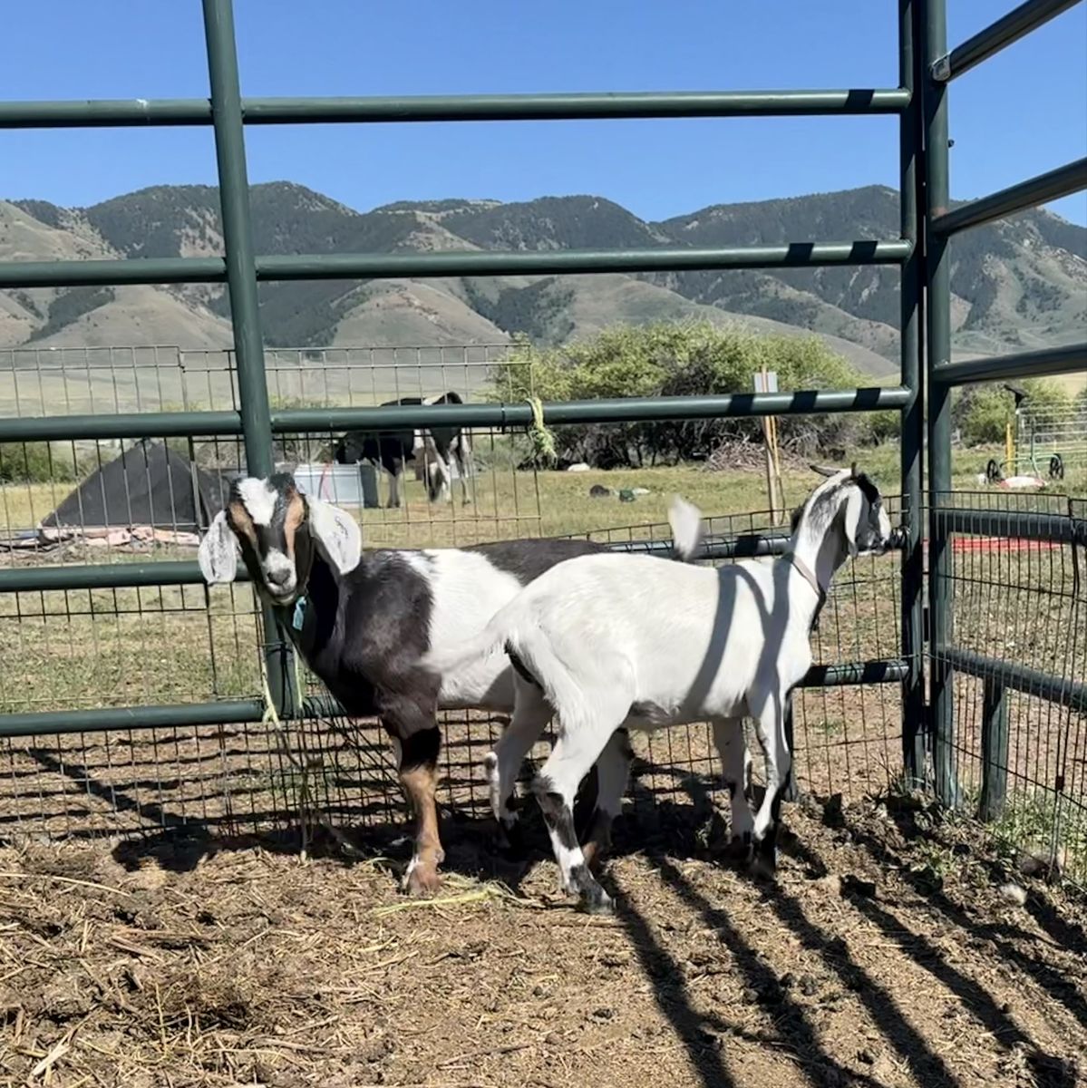 Boer Buckling and Doeling