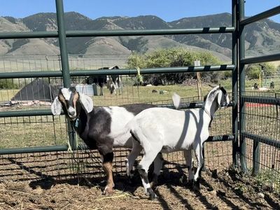 Boer Buckling and Doeling