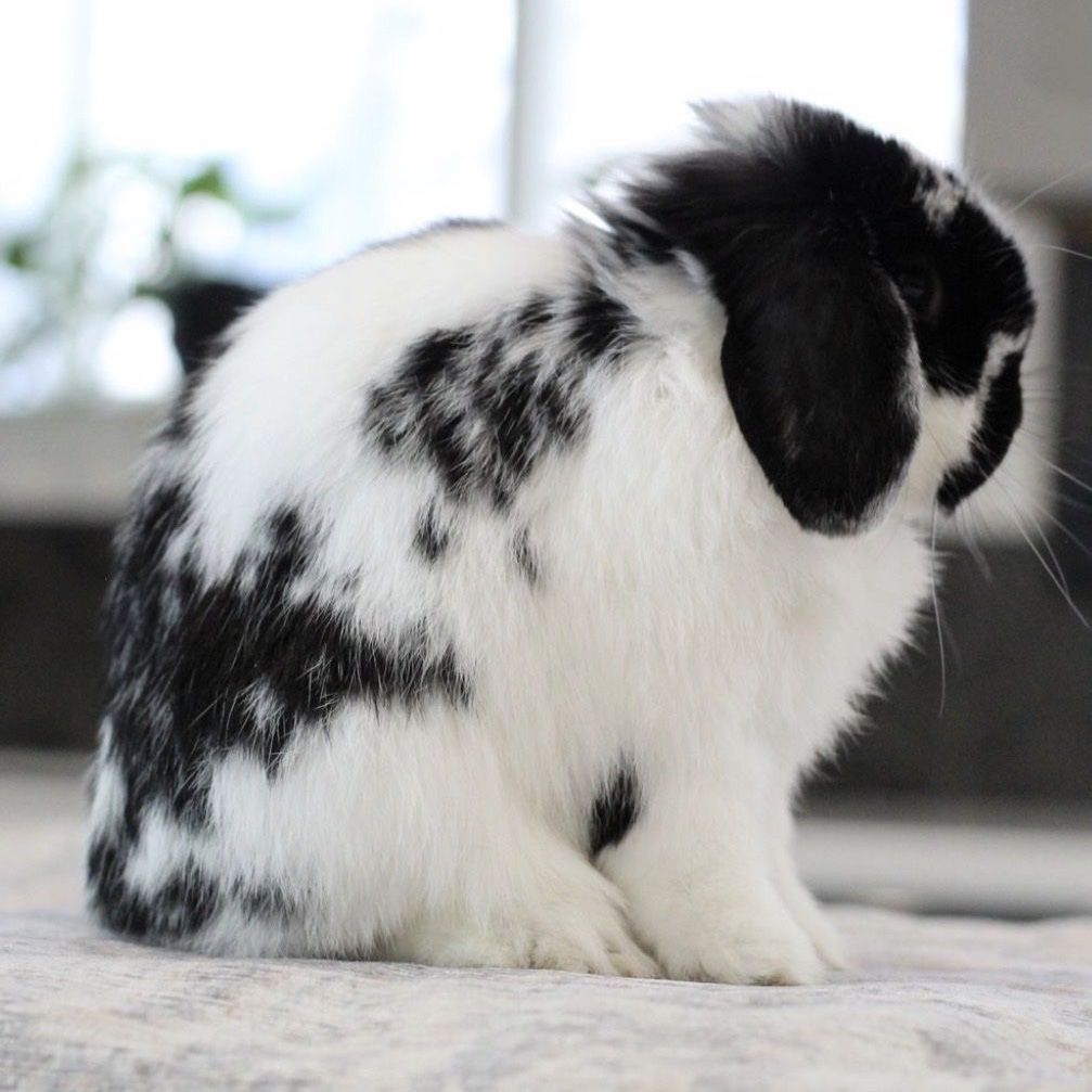 Show Holland Lop Buck