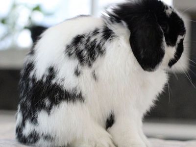 Show Holland Lop Buck