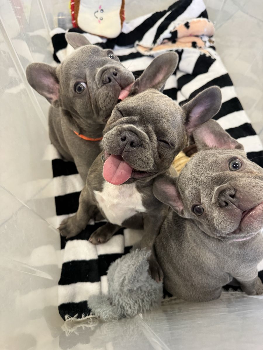 Beautiful Blue/Lilac AKC French Bulldog Puppies  Puppy AVAILABLE