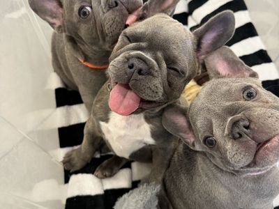 Beautiful Blue/Lilac AKC French Bulldog Puppies Puppy AVAILABLE