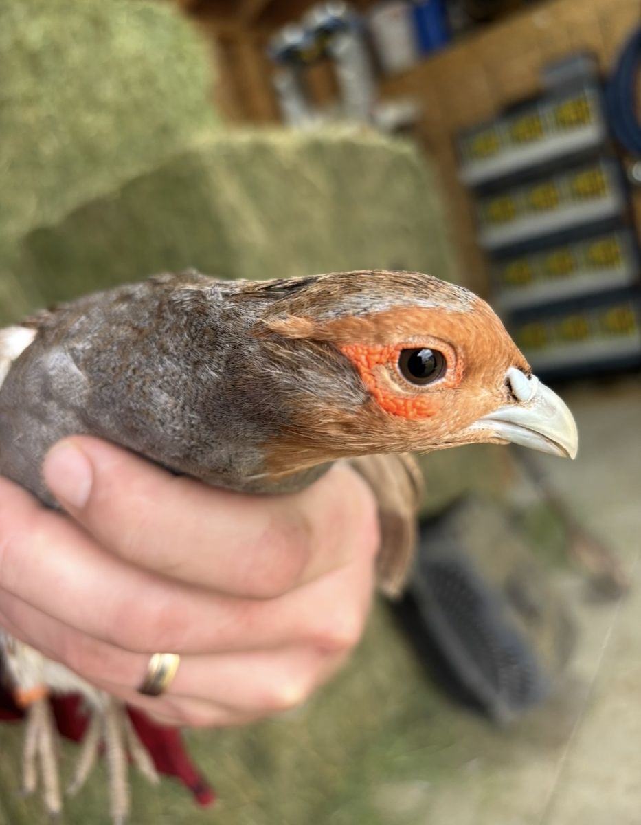Hungarian partridge