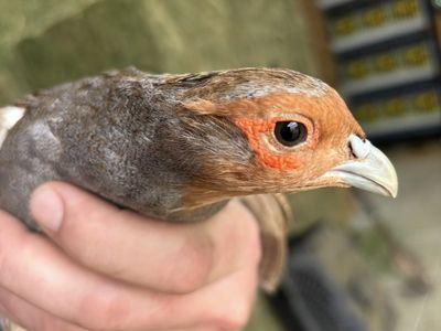 Hungarian partridge