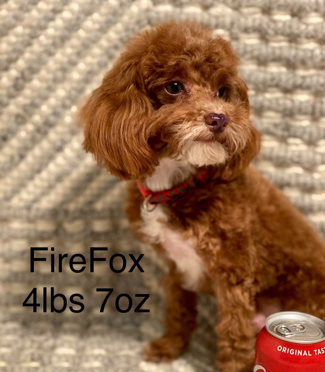 5lb Toy Poodle, ThrowsJade Eyes Liver Nose Tuxedos