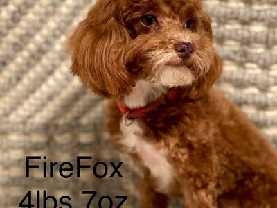 5lb Toy Poodle, ThrowsJade Eyes Liver Nose Tuxedos