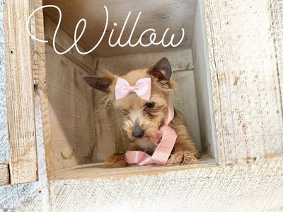 Adorable yorkies