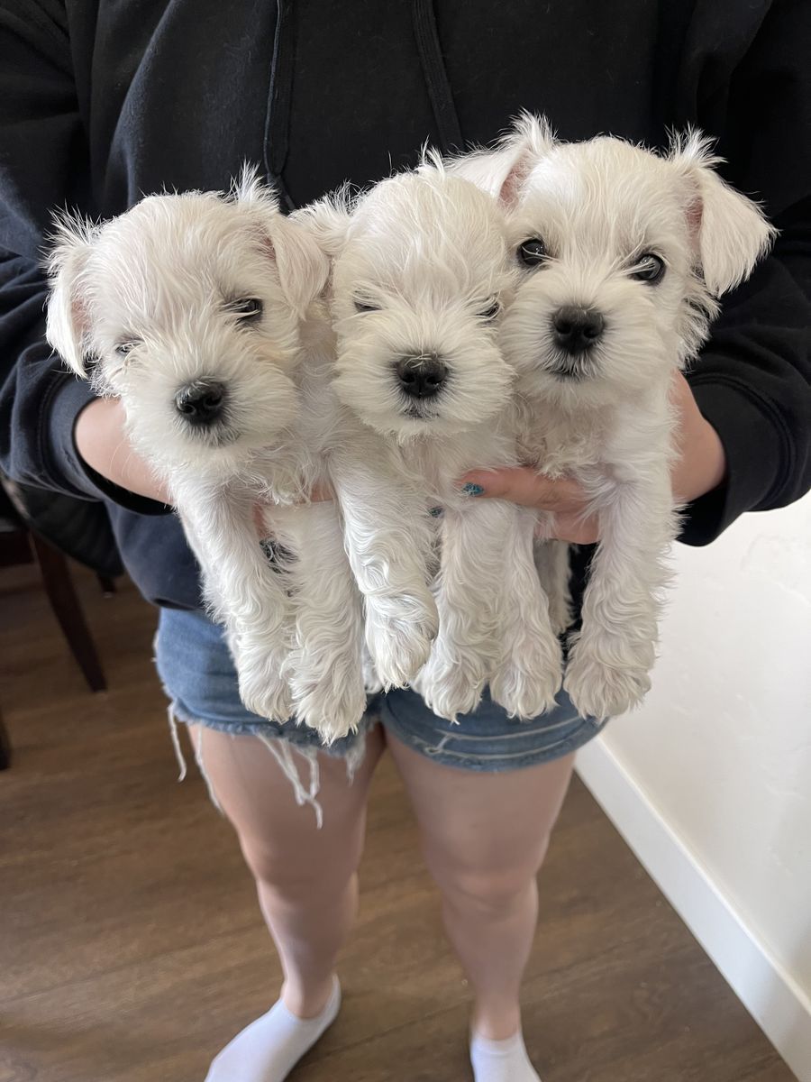 Mini schnauzer puppies
