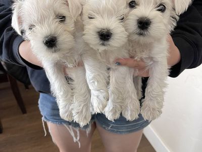 Mini schnauzer puppies