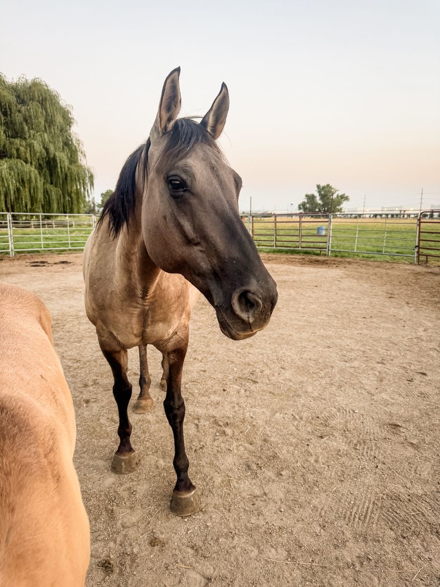 Gruella Draft Cross Mare