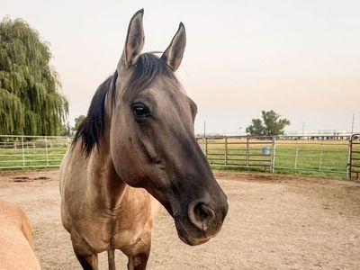 Gruella Draft Cross Mare