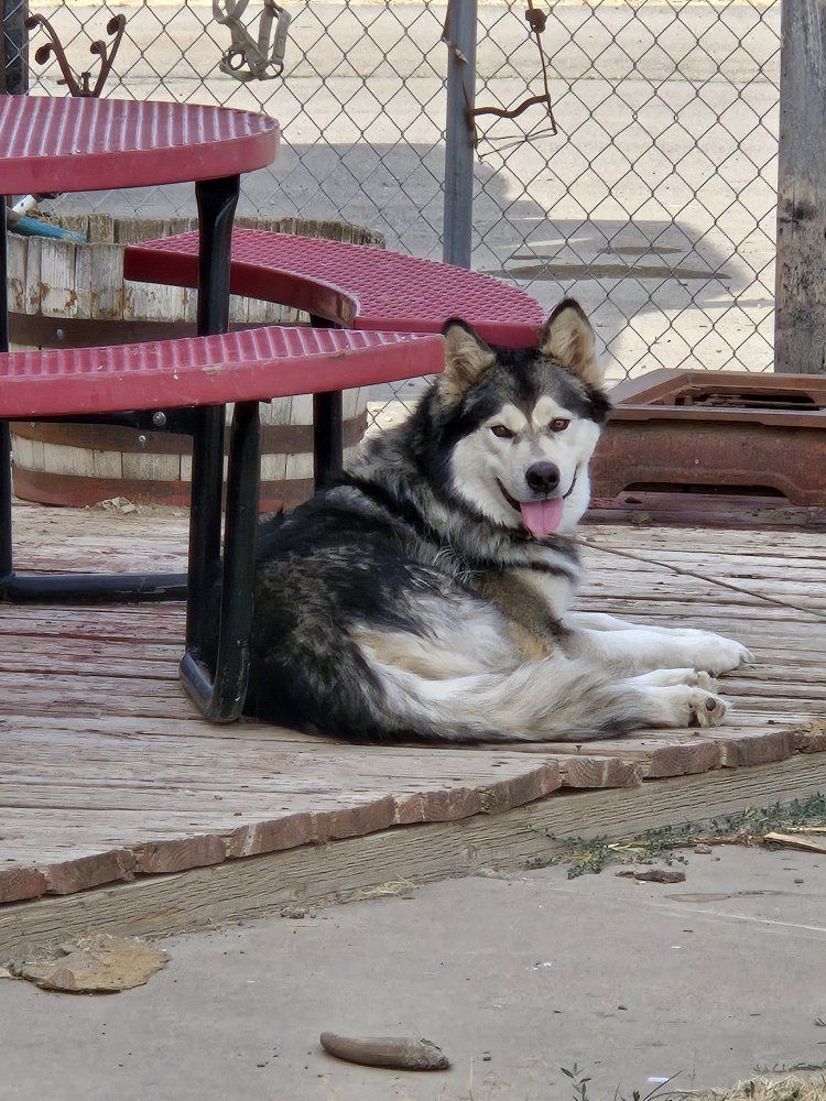 Alaskan Malamute / Siberian Husky Dog