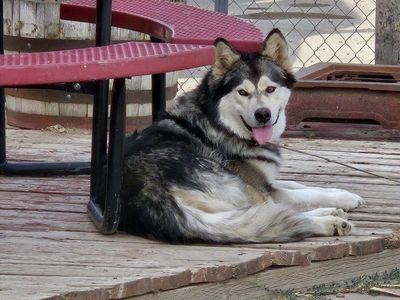 Alaskan Malamute / Siberian Husky Dog
