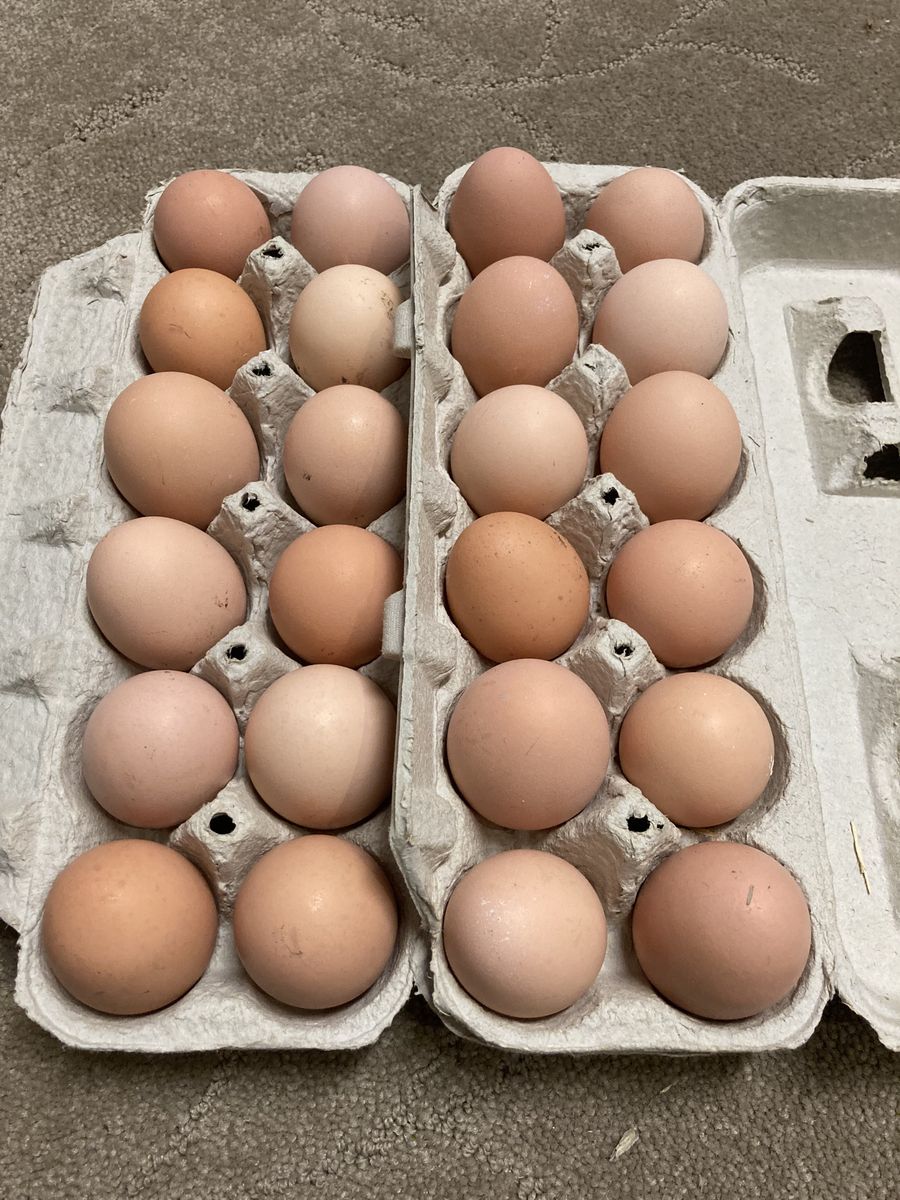 Farm Fresh Eggs for Sale!