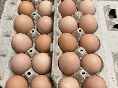 Farm Fresh Eggs for Sale!