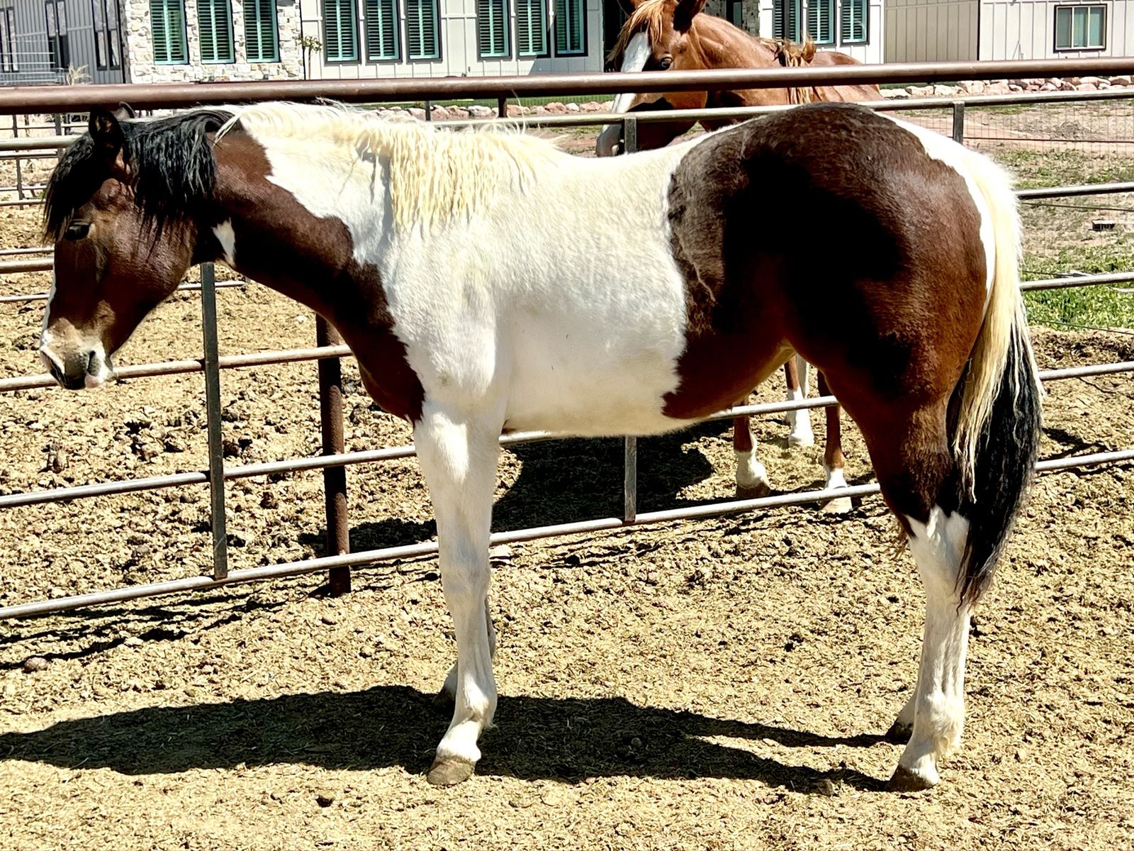 Flashy Riata Eligible Paint Filly
