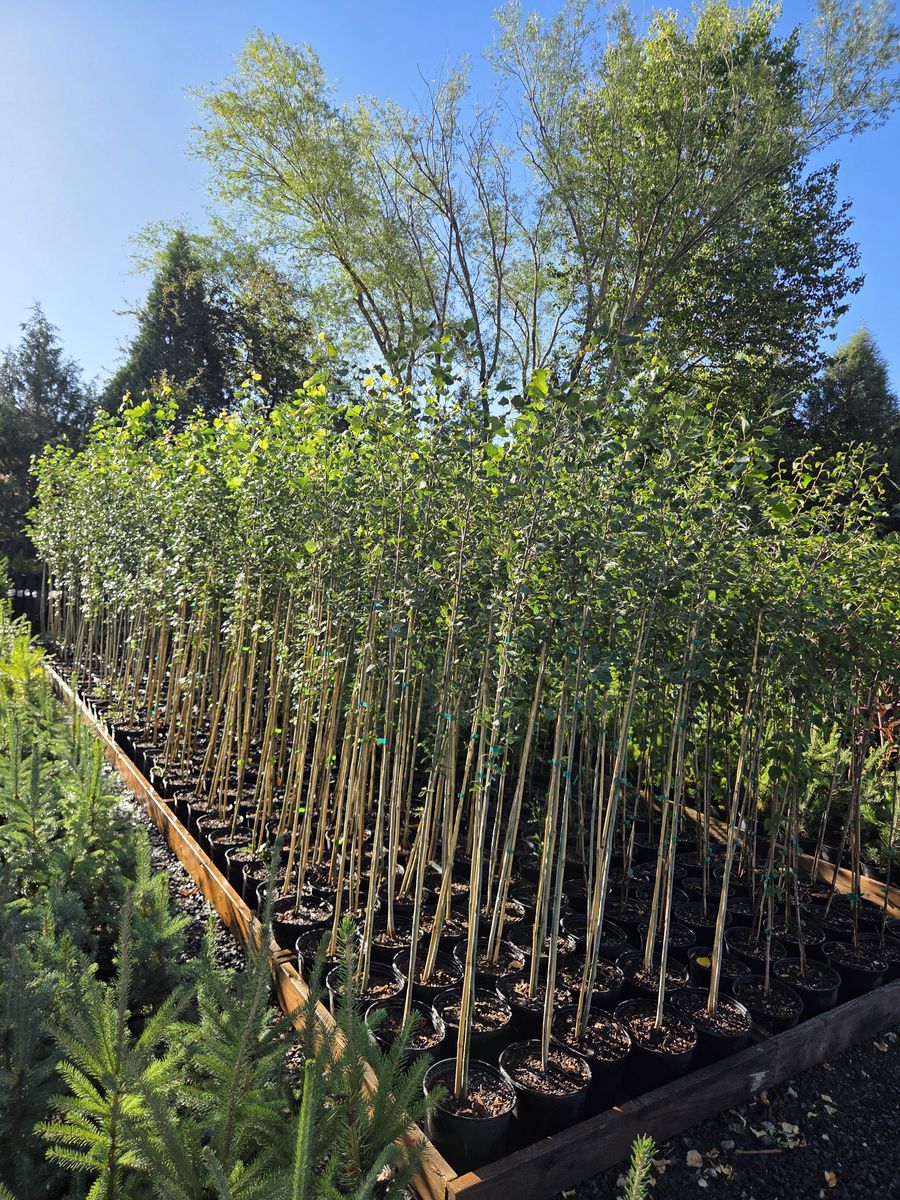Tree's, Pine, Spruce, Fir, Poplar, Quaking Aspen, Willow, Birch