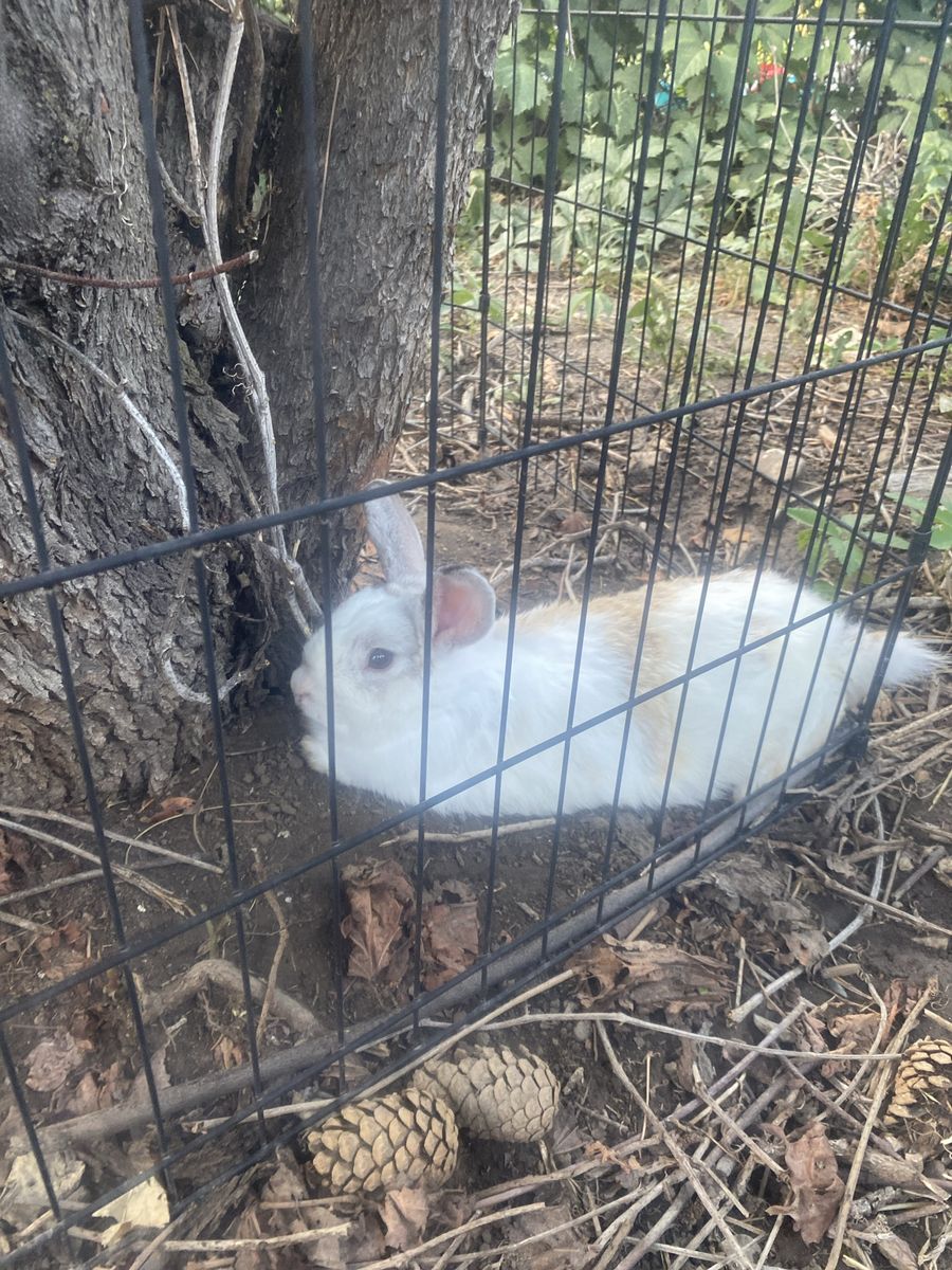 Bunnies