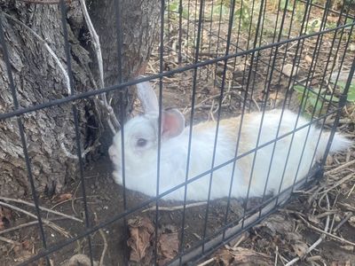 Bunnies