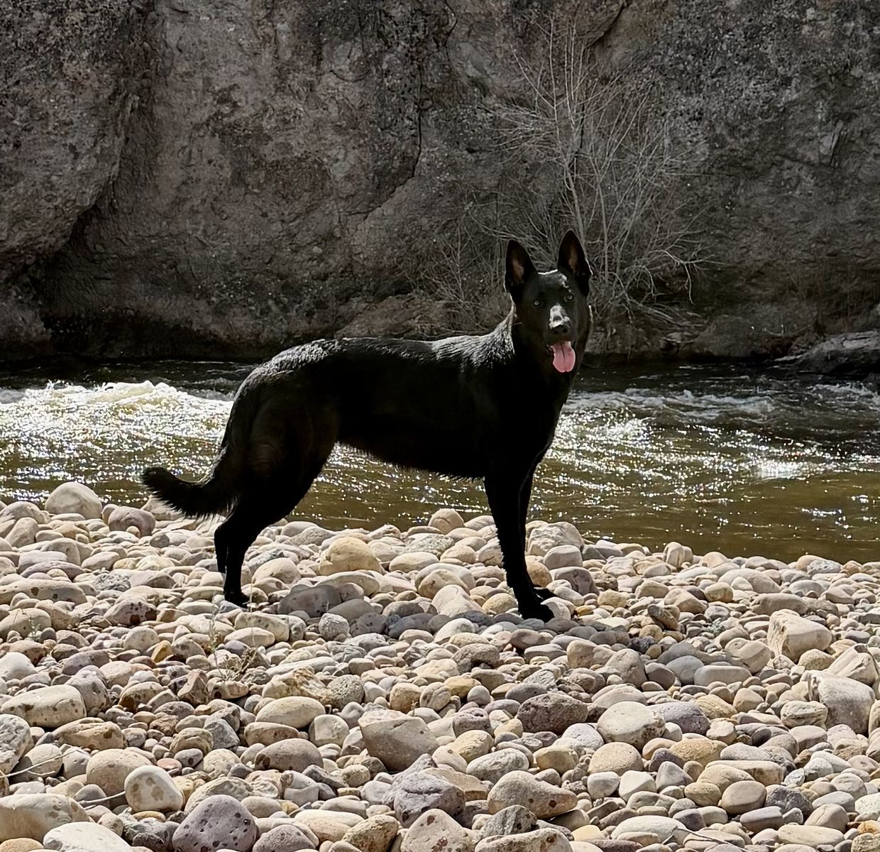 Black German Shepherd
