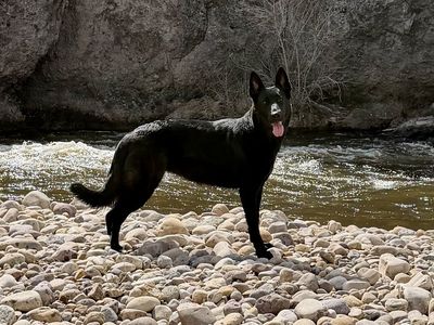 Black German Shepherd