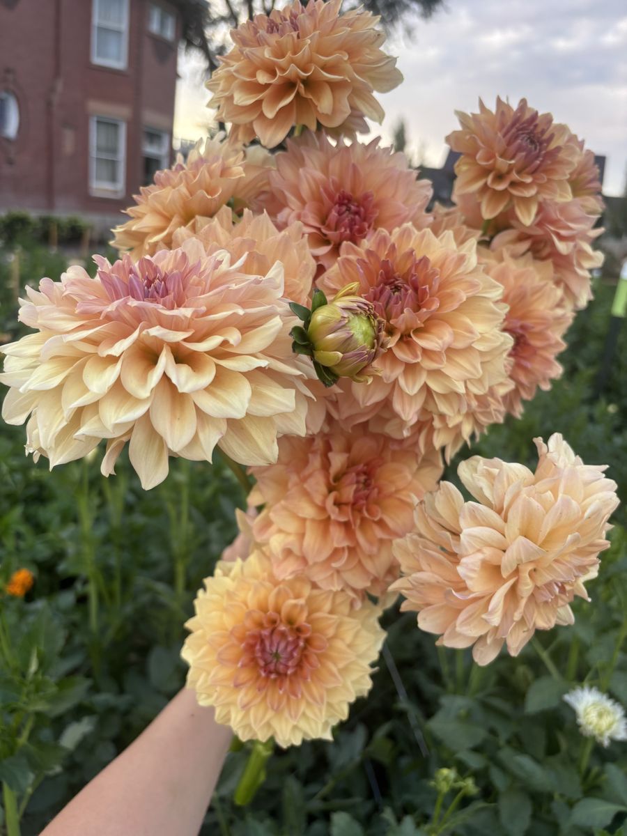 Dahlia Tubers
