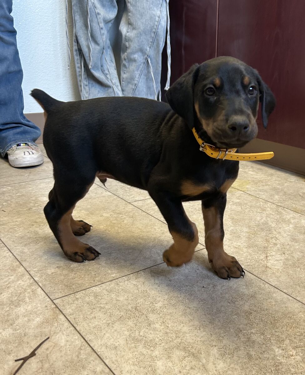 Doberman Puppies Ready This Weekend!