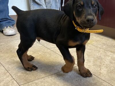 Doberman Puppies Ready This Weekend!