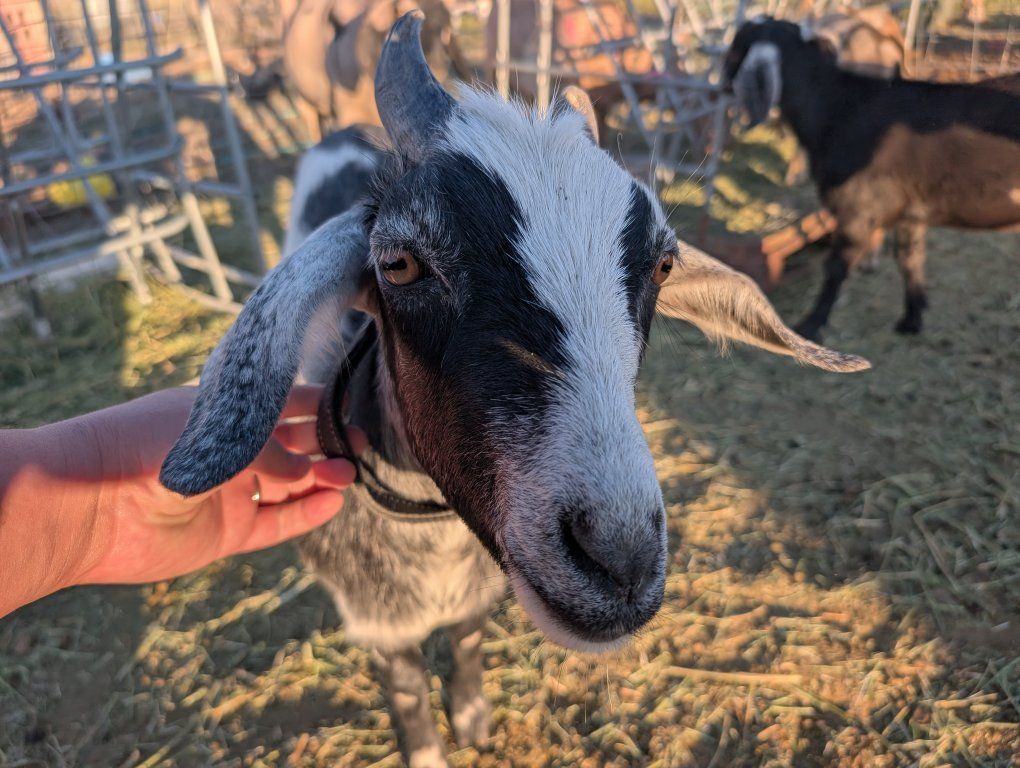 Goats - Various Breeds & Ages Available.