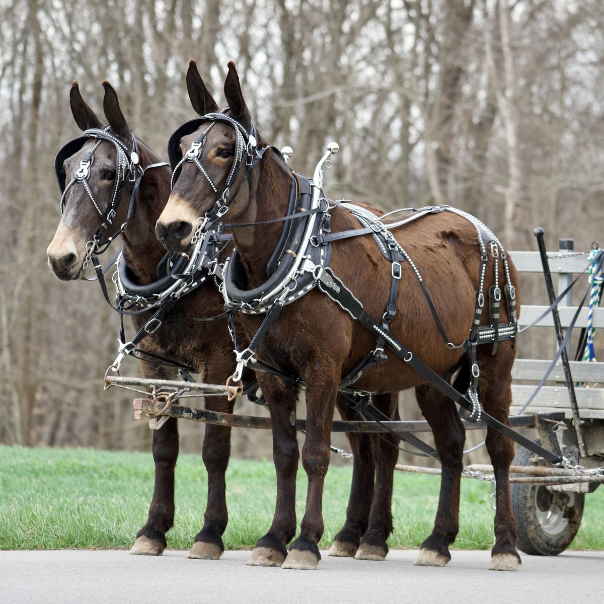 Draft Molly Mule Team - Shilo & Milo