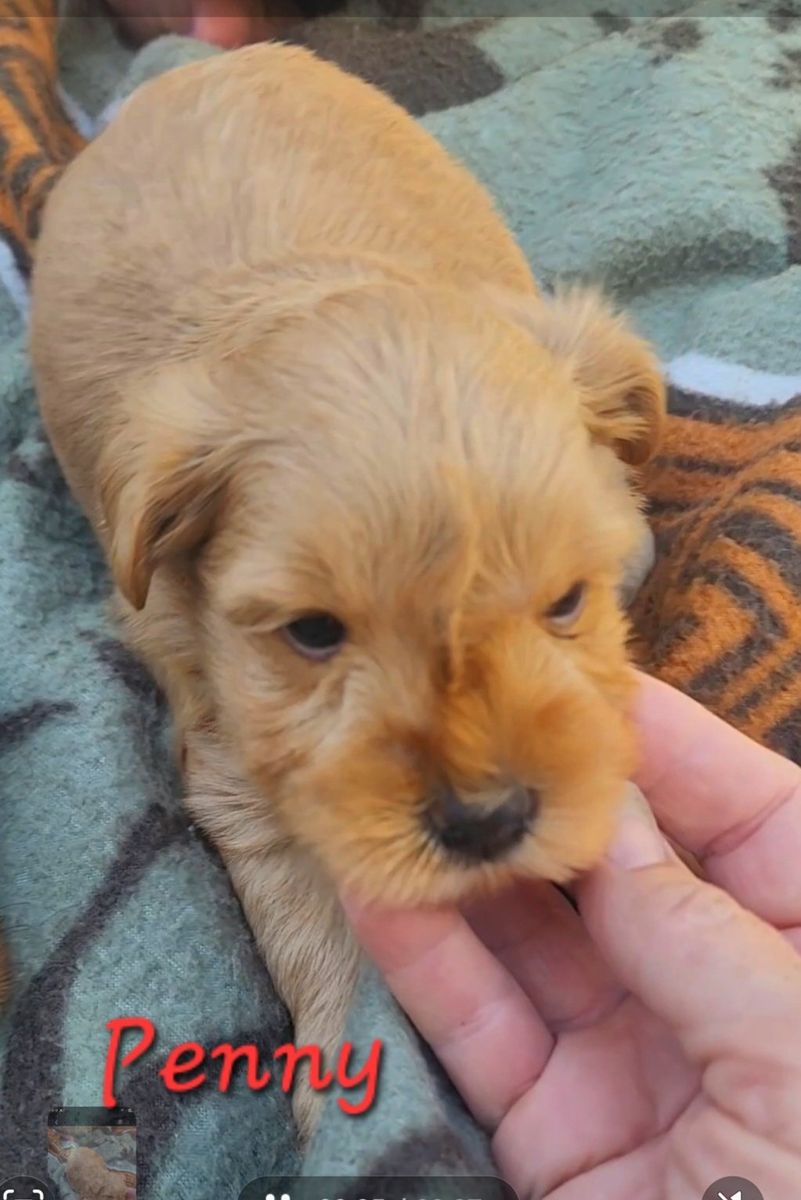 Toy Schnauzer.
Adorable Penny - Small, Fluffy, and Ready for a Loving Home!
Rare Red Wheaton