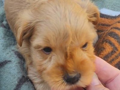Toy Schnauzer.
Adorable Penny - Small, Fluffy, and Ready for a Loving Home!
Rare Red Wheaton