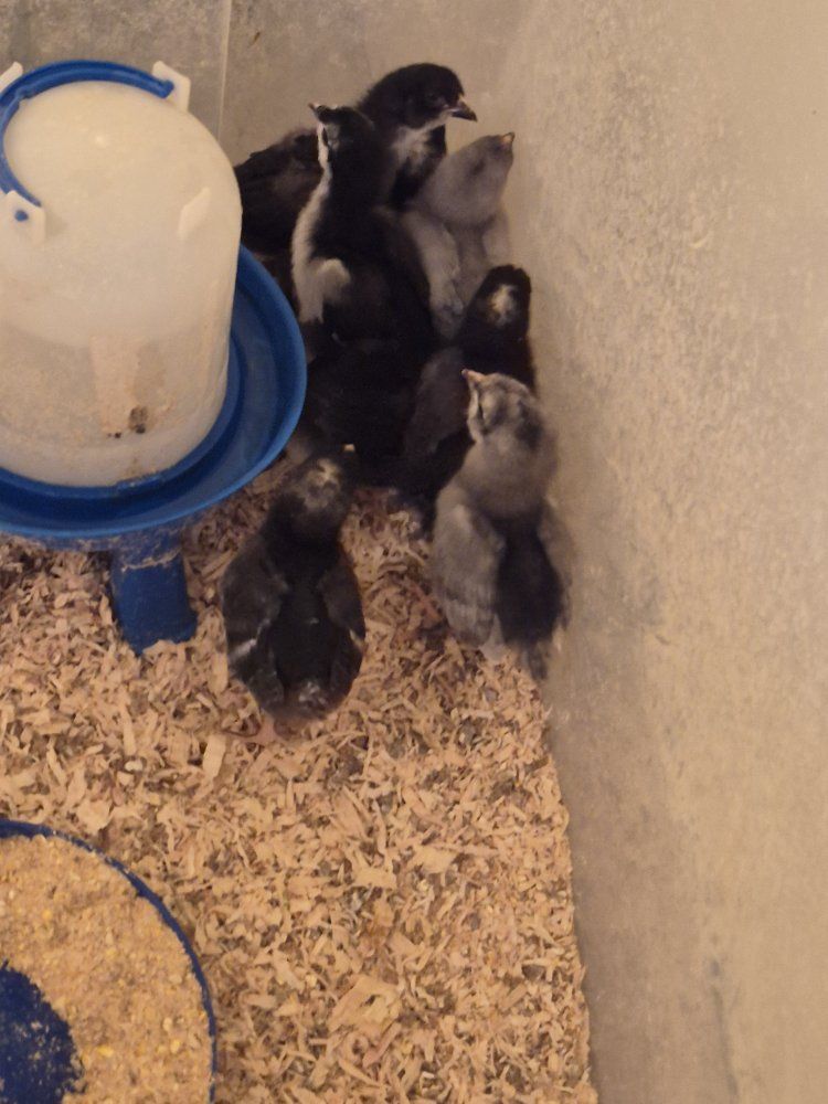 Baby Chicks Poultry Batch
