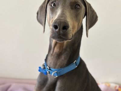Hello my name is Whoppers