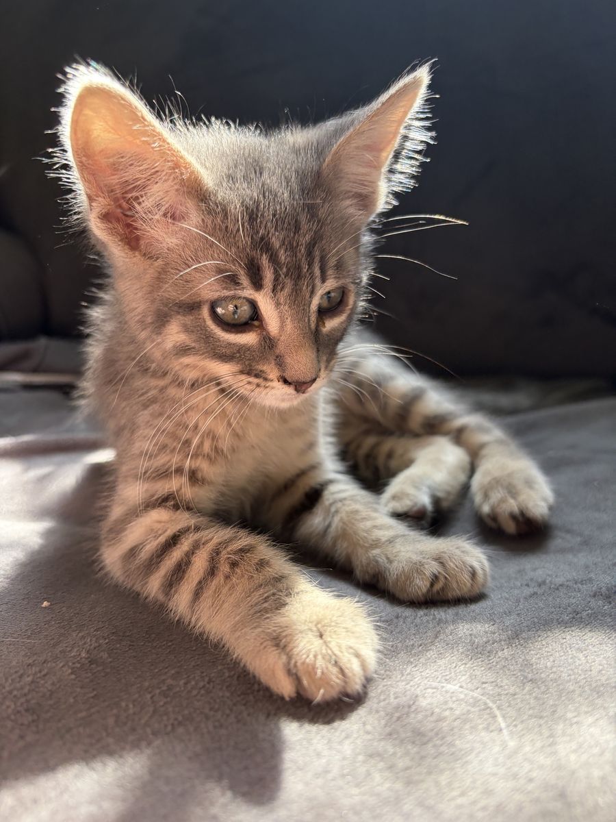 Adorable Tabby Kittens - Seeking Loving Home