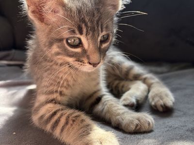 Adorable Tabby Kittens - Seeking Loving Home