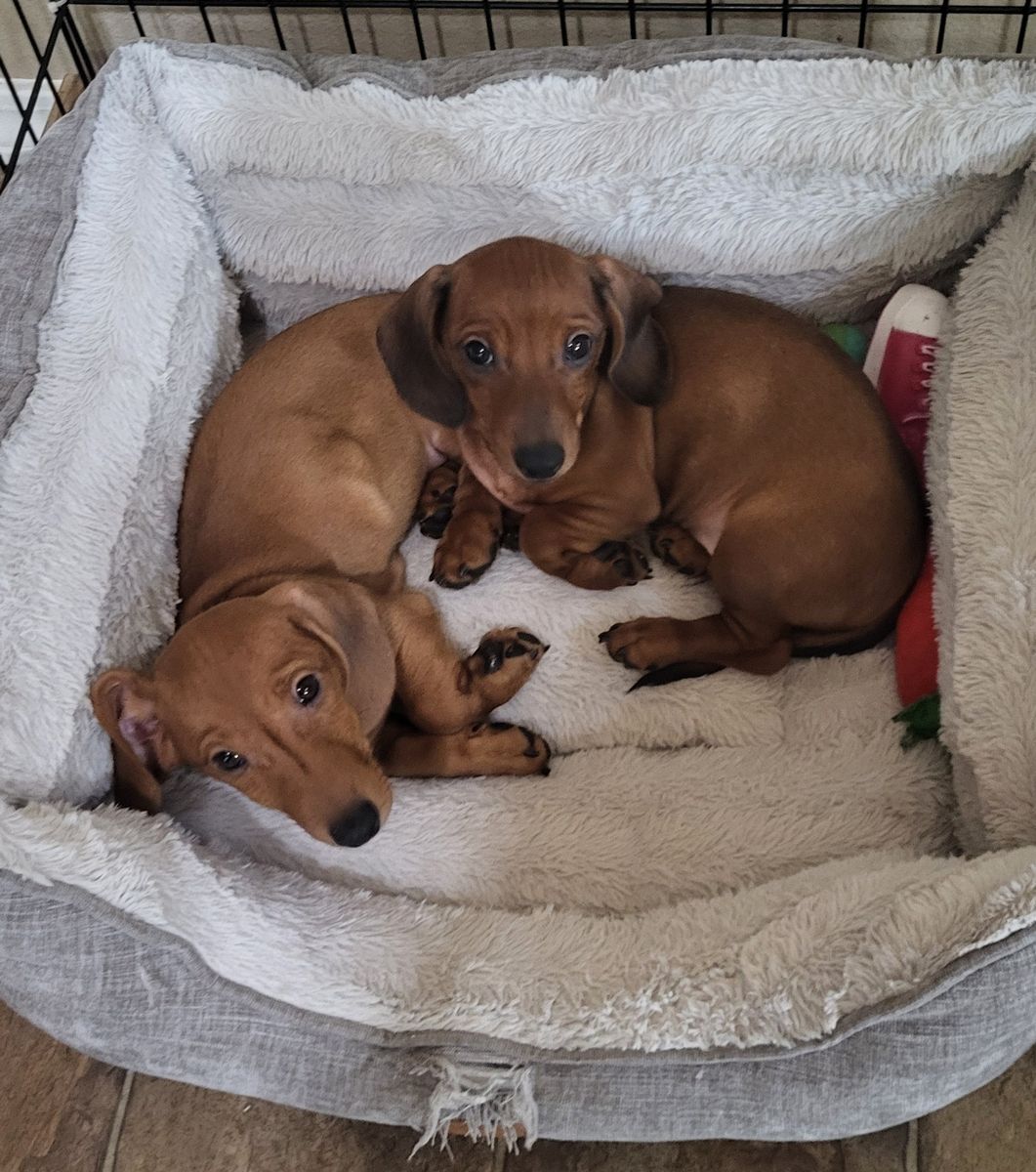 Dachshund Puppies Mini Reds AKC