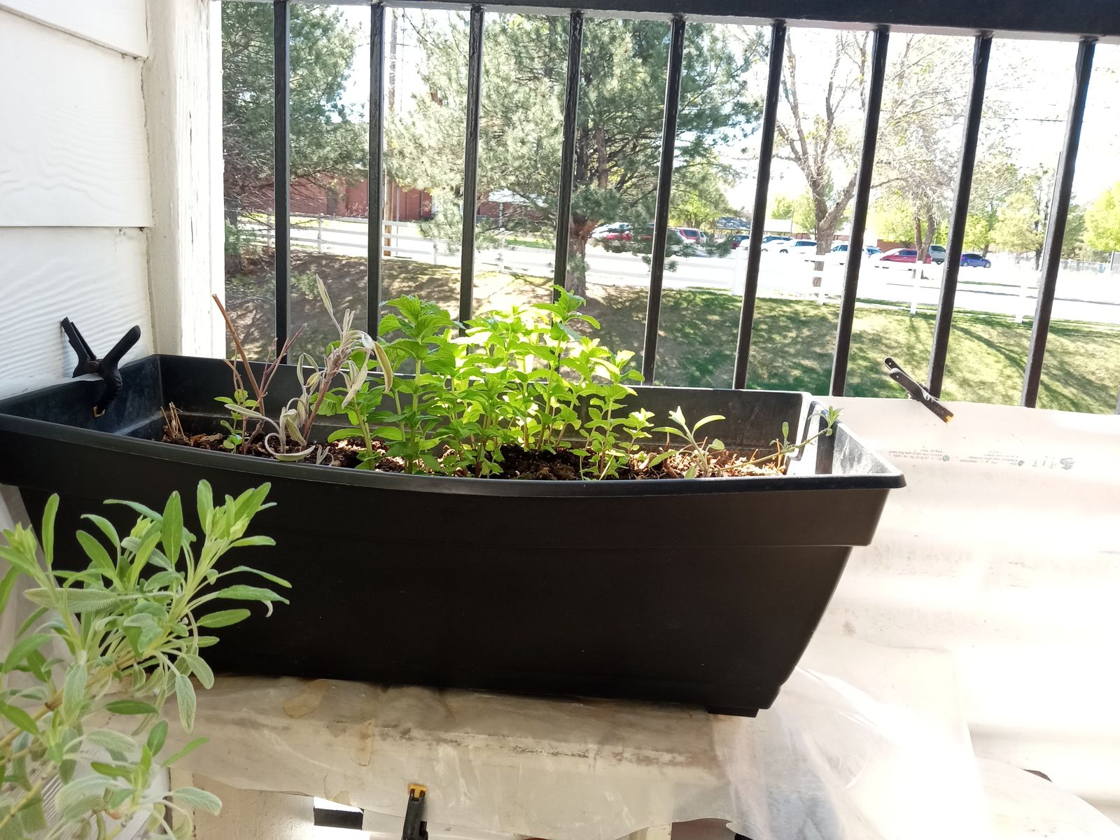 Black rectangular herb planter window box 27 inches long, 13 inches wide, 9 1/2 inches high with live herb plants