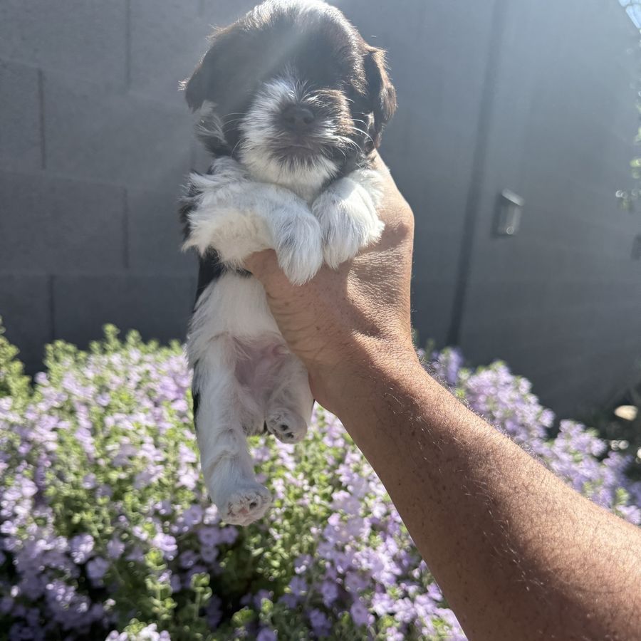AKC Miniature Schnauzer Puppies