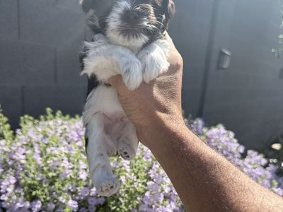 AKC Miniature Schnauzer Puppies