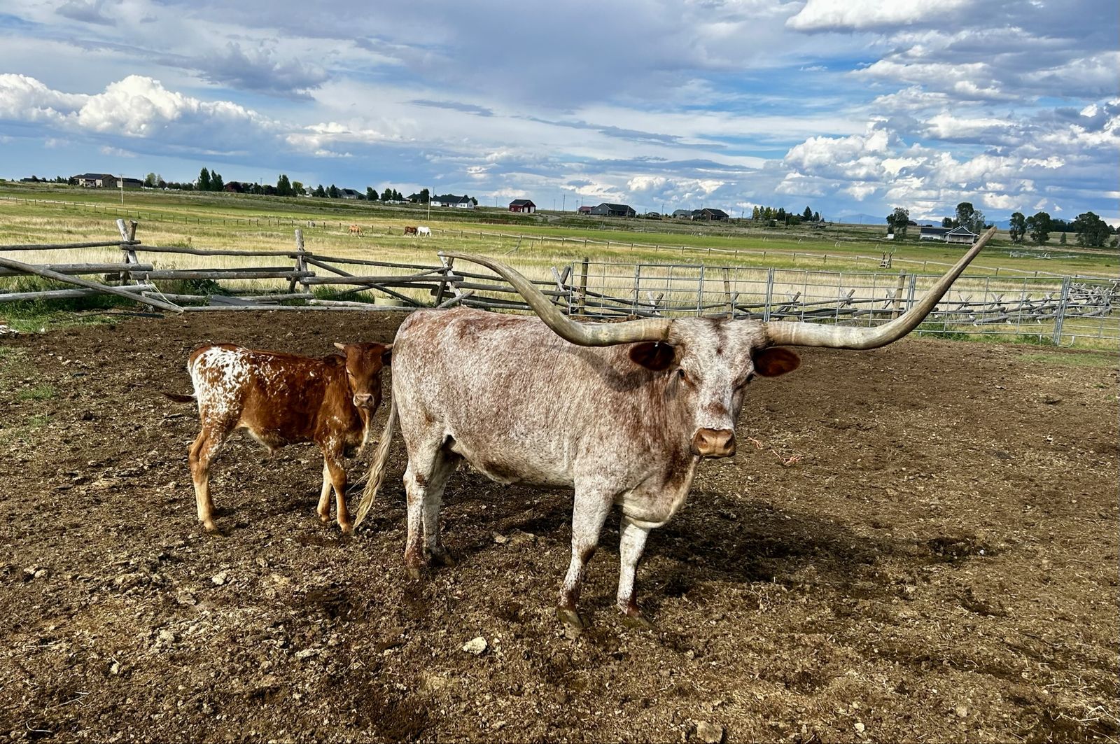 Longhorn pair 