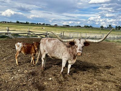 Longhorn pair