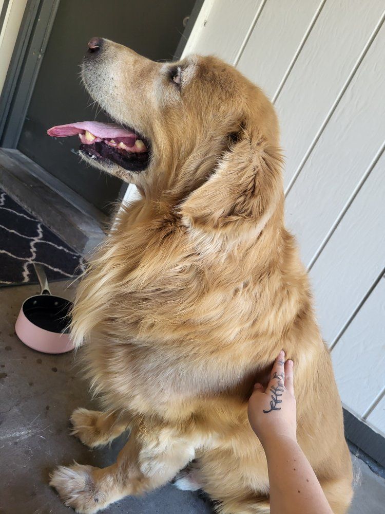 lost dog!!!!