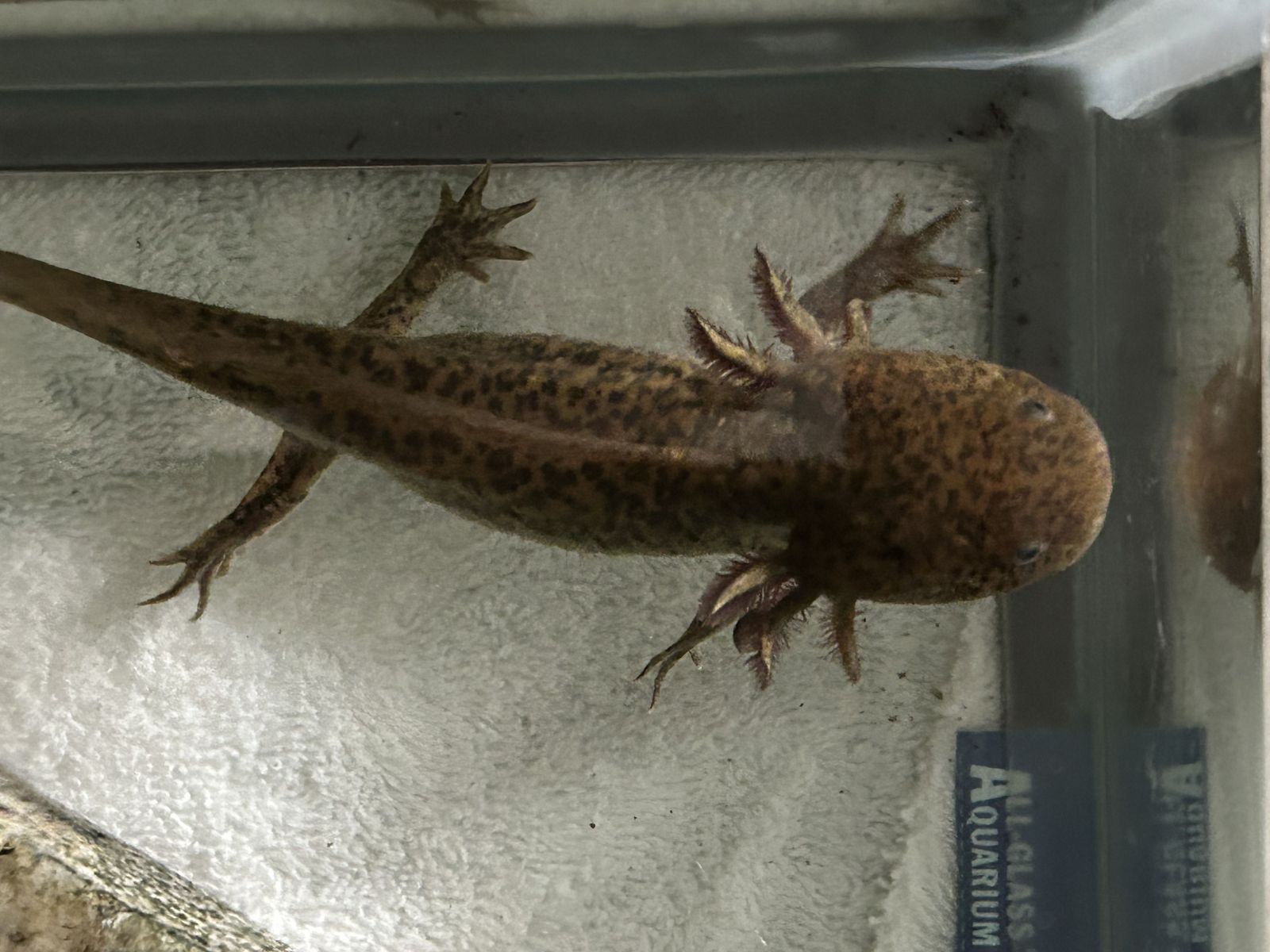 Gorgeous Copper Axolotl